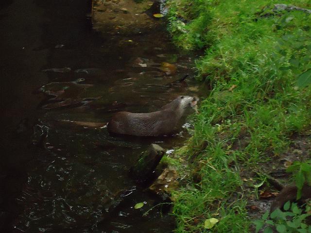 Damenfahrt Otterzentrum 018.jpg